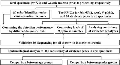 A rapid and high-throughput multiplex genetic detection assay for detection, semi-quantification and virulence genotyping of Helicobacter pylori in non-invasive oral samples